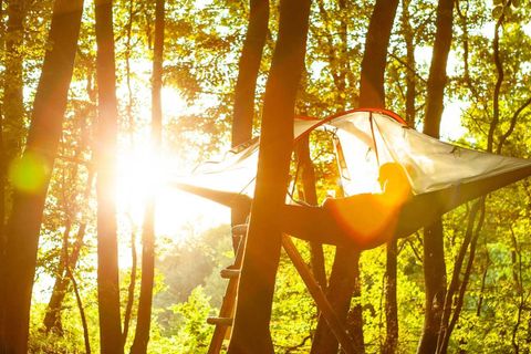 Baumzelt in der Sonne