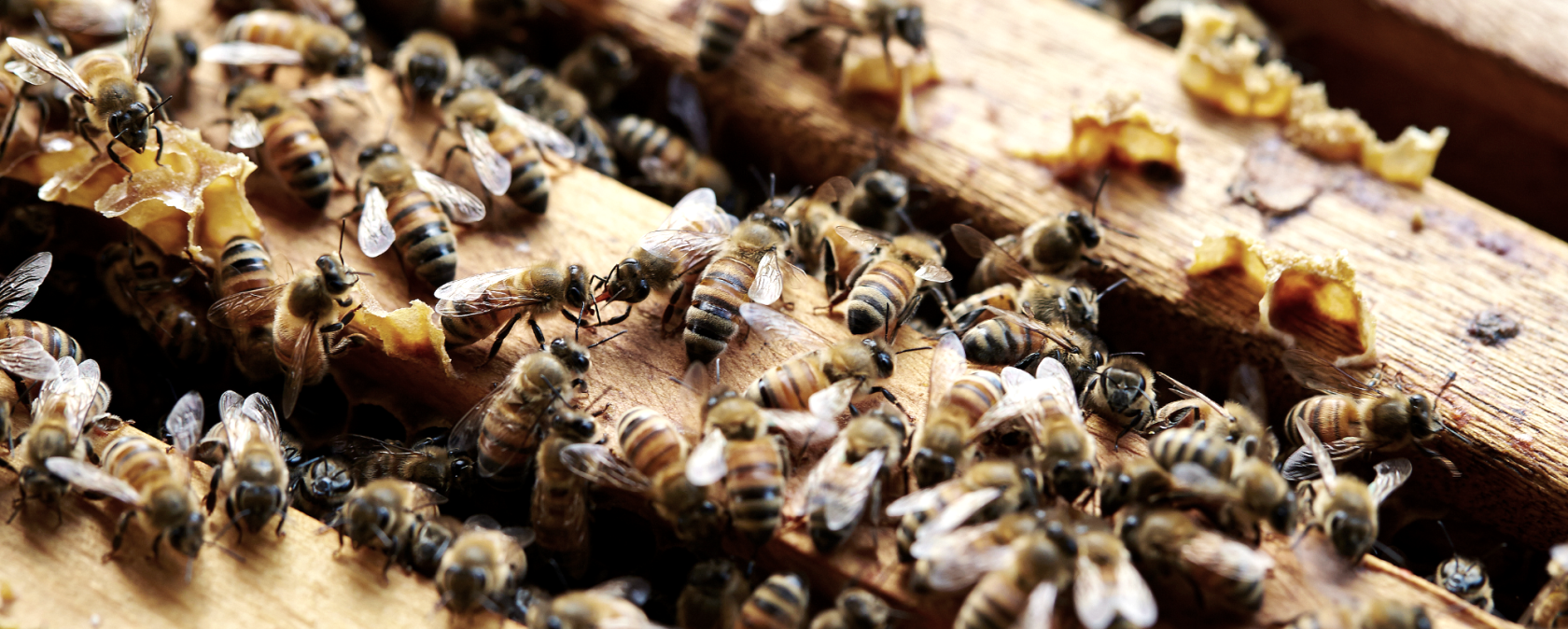 Bienen Imkerei Musterbild, © Canva