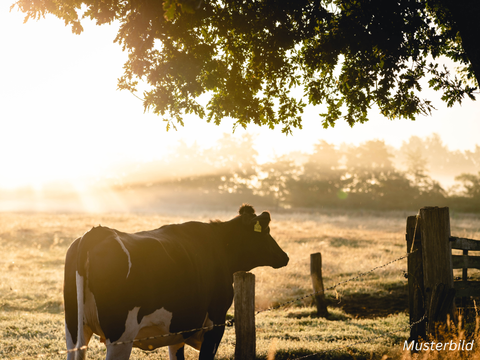 Une vache se tient dans un pré au lever du jour, entourée d'arbres et d'une clôture en bois. Le soleil brille à travers les feuilles.