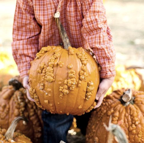  Een kleine jongen draagt een grote zware pompoen en wordt omringd door vele anderen.