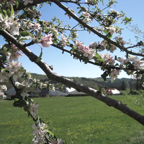 Een bloeiende tak met roze en witte bloemen voor een groene weide en huizen op de achtergrond onder een strakblauwe lucht., &copy; Touristik GmbH Gerolsteiner Land