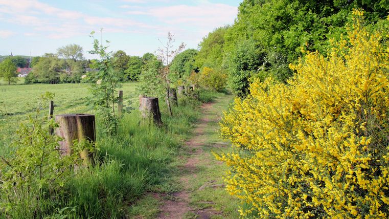Een wandelpad met gele bloemen en groene bomen langs een veld.