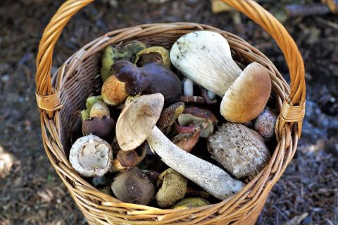 La cueillette de champignons du week-end pour les débutants, un panier plein de différentes champignons