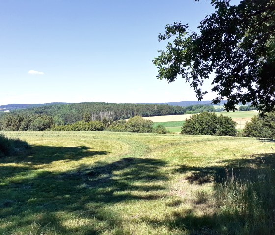 Groene weiden en bossen onder een blauwe lucht, op de voorgrond een schaduwrijke plek door een boom. Heuvelachtig landschap in de verte., &copy; Touristik GmbH Gerolsteiner Land, Ute Klinkhammer