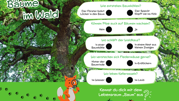 Großes Quiz-Schild zu "Bäume im Wald" mit Entweder/Oder-Fragen.