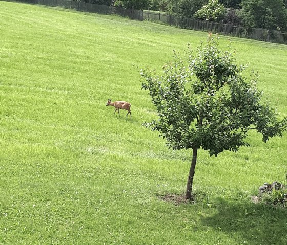 Reh auf der Wiese, &copy; Faber