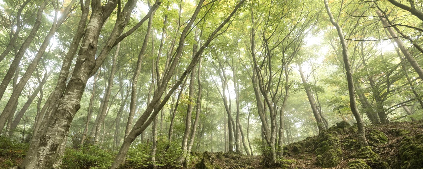 Wald, © Eifel Tourismus GmbH- Dominik Ketz