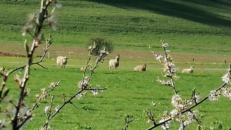 Eine grüne Wiese mit mehreren Schafen im Hintergrund. Im Vordergrund blühen zarte Zweige.