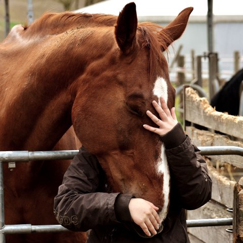 A horse looks over a fence and is stroked by a human.