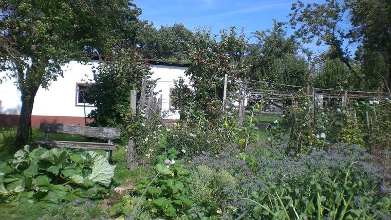 Ein Garten mit verschiedenen Pflanzen und Gemüse. Im Hintergrund steht ein weißes Haus unter blauem Himmel.