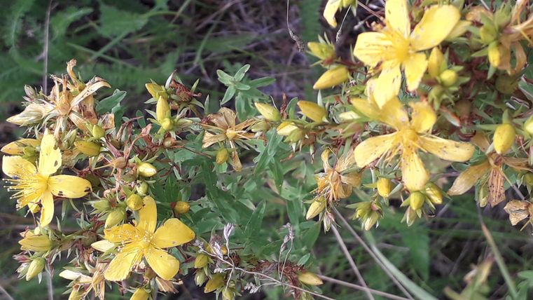 A group of bright yellow flowers grows on green plants. The flowers are small and provide a beautiful splash of color in nature.