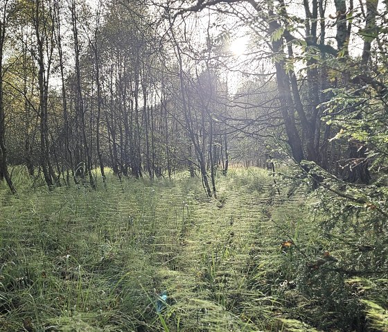 Sun-drenched forest with dense undergrowth and tall trees. Rays of sunlight break through the branches and illuminate the green foliage., &copy; Touristik GmbH Gerolsteiner Land