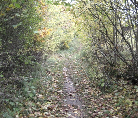 Ein schmaler Pfad im Wald, bedeckt mit Herbstlaub, umgeben von B&auml;umen und Str&auml;uchern in herbstlichen Farben., &copy; Touristik GmbH Gerolsteiner Land