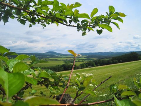 Landschaft mit grünen Feldern und Hügeln im Hintergrund, umrahmt von Zweigen und Blättern im Vordergrund.