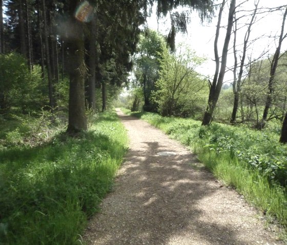 Ein schmaler Waldweg führt durch eine grüne, bewaldete Landschaft. Die Sonne scheint durch die Bäume und beleuchtet den Weg., © Touristik GmbH Gerolsteiner Land