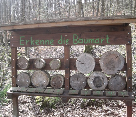 Holztafel im Wald mit der Aufschrift 'Erkenne die Baumart'. Verschiedene Holzscheiben zur Bestimmung der Baumarten sind angebracht., © Touristik GmbH Gerolsteiner Land, Ute Klinkhammer