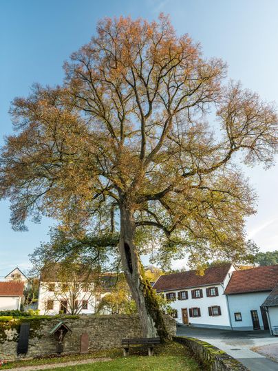 Ein großer Baum mit herbstlichem Laub steht vor Gebäuden in Niederehe. Eine Bank und eine Steinmauer sind im Vordergrund sichtbar.