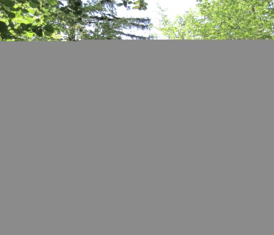 A group of people walk along a shady forest path, surrounded by lush greenery and trees., &copy; Touristik GmbH Gerolsteiner Land