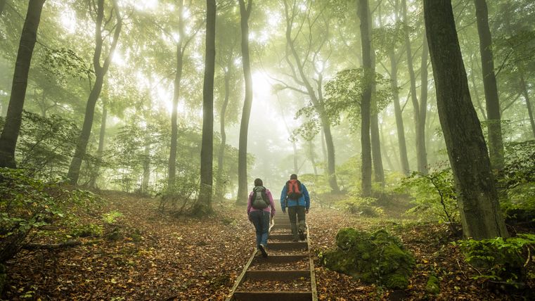 Zwei Personen wandern über eine Holztreppe mitten in einem dichten Buchenwald.