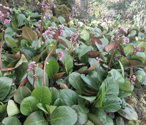 Bergenien, &copy; Faber