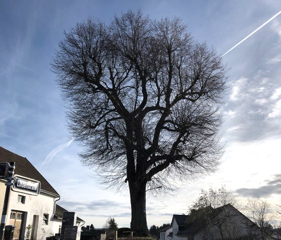 Eine alte, kahle Linde steht neben einer Straße in einem Dorf. Der Himmel ist blau mit einigen Wolken., © Touristik GmbH Gerolsteiner Land