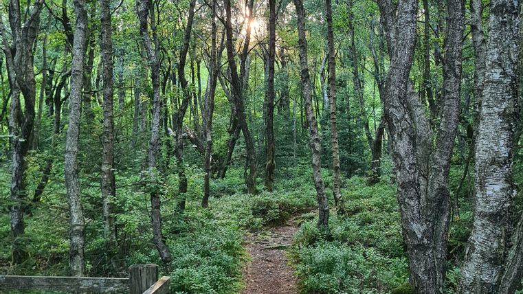 A narrow path leads through a dense forest with tall trees and green undergrowth. Sunlight shines through the leaves.