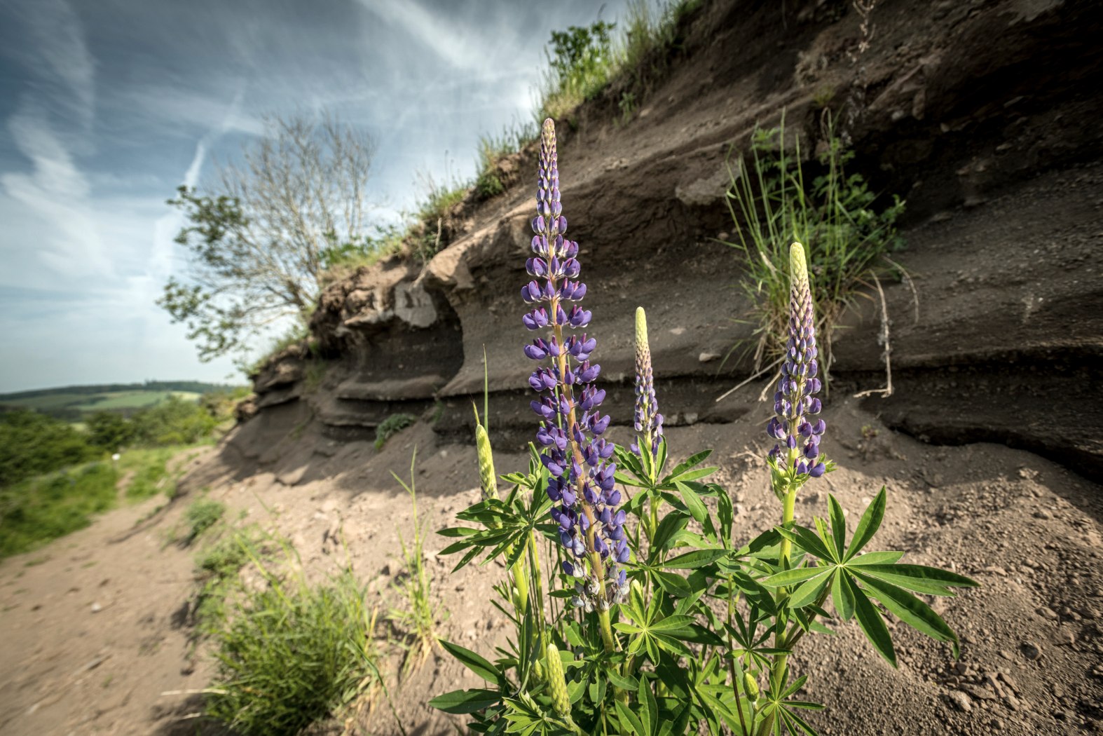 Layers of volcanic rock in a landscape with trees, plants and blue skies.