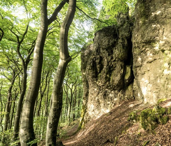 Beech forest and rock faces, © Eifel Tourismus, Dominik Ketz