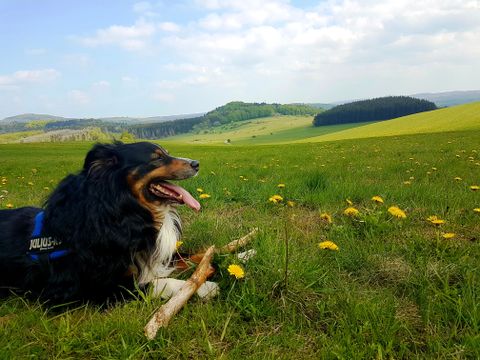 Ein Hund liegt mit einem Stock auf einer großen Wiese, auf der Löwenzahnblüht. 