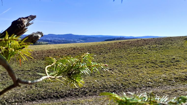 Vue d'une prairie verte sur un paysage vallonné sous un ciel bleu, encadré de branchages.