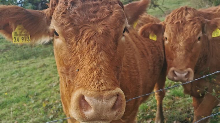 Two young cattle in a meadow with green grass. The animals have brown fur and wear ear tags.