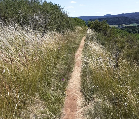 Narrow hiking trail through high grass, surrounded by bushes, with a view of wooded hills and blue sky., © Touristik GmbH Gerolsteiner Land, Ute Klinkhammer