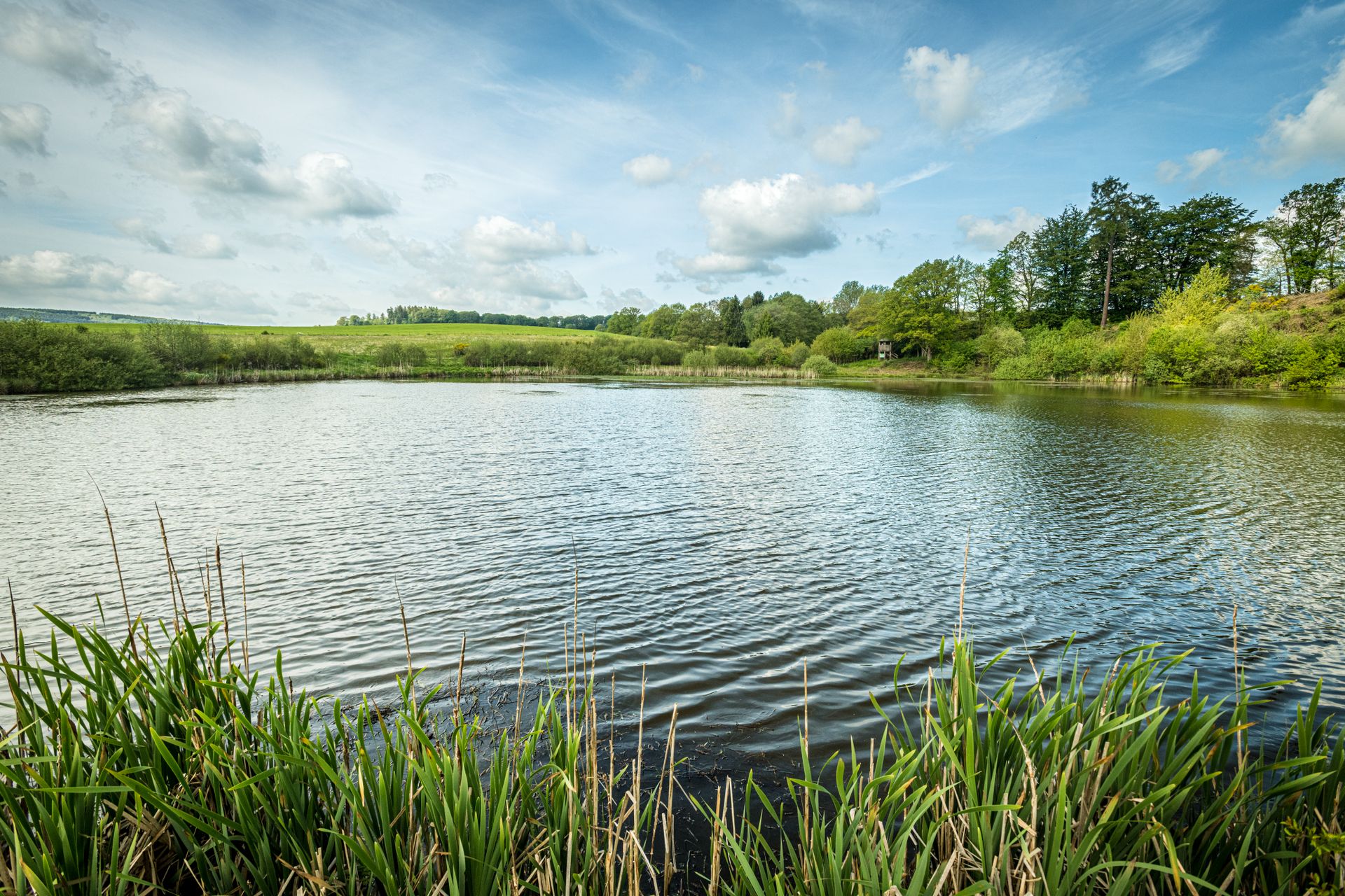 Blau-glitzernde Wasseroberfläche des Eichholzmaars umgeben von einer grünen Landschaft. 