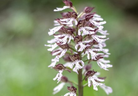 Een close-up van een enkele wilde orchidee midden in een weiland.
