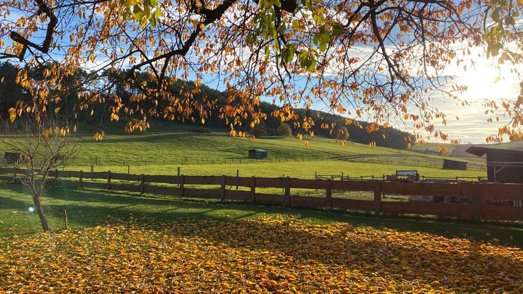 Der Garten im Herbst