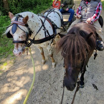 Deux chevaux se tiennent côte à côte sur un chemin. En arrière-plan, des personnes sont assises dans une voiture.