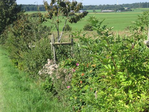 Hier sieht man eine wünderschöne grüne hecke, dort dran sieht man pinke Rosen