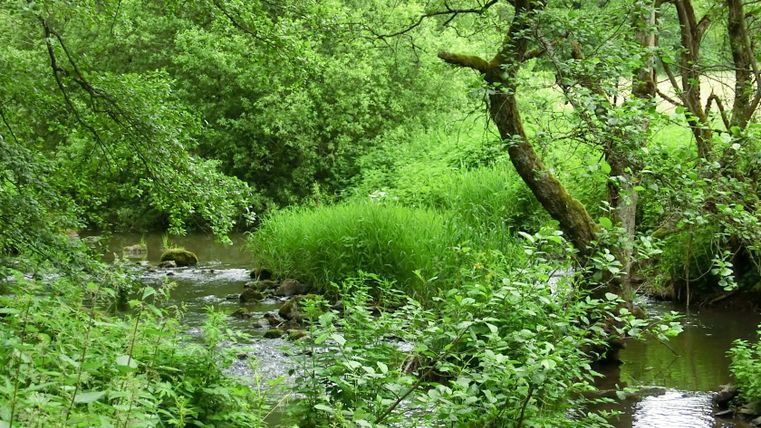 Een beekje stroomt door een groene, beboste vallei met weelderige vegetatie.