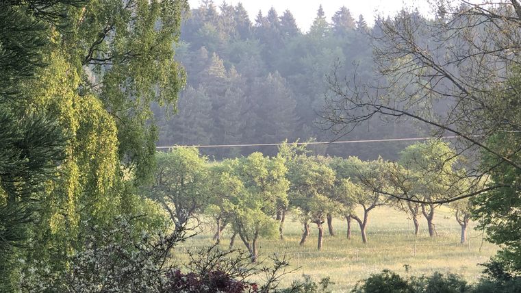 Een schilderachtig landschap met bomen en zachte heuvels op de achtergrond. De zon straalt zachtjes op de groene weiden.