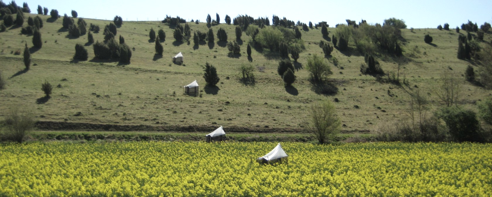 Ein gelbes Blumenfeld erstreckt sich vor einem gr&uuml;nen H&uuml;gel mit verstreuten B&auml;umen und mehreren wei&szlig;en Zelten., &copy; Touristik GmbH Gerolsteiner Land