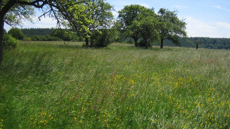 Green meadow with trees and yellow flowers under a blue sky.