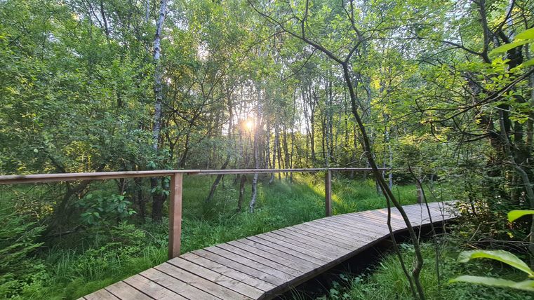 Ein Holzsteg führt durch einen grünen Wald, während die Sonne durch die Bäume scheint und eine friedliche Atmosphäre schafft.