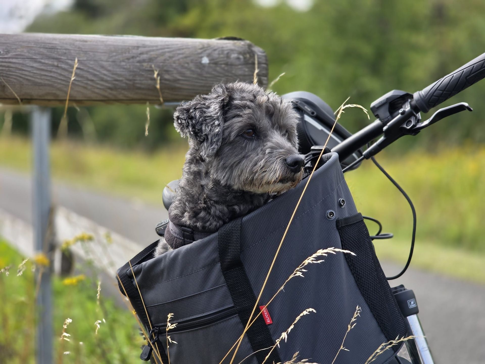 Ein kleiner schwarzer Hund sitzt in einem Fahrradkorb und schaut hinaus. Das Fahrrad lehnt an einem Zaun auf einem Radweg.