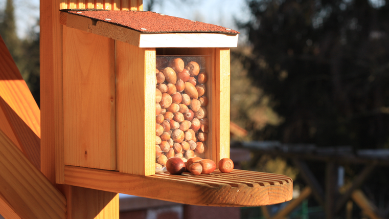 Ein Holzfutterspender voller Haselnüsse hängt im Freien. Sonnenlicht beleuchtet die Szene. Im Hintergrund sind Bäume zu sehen.