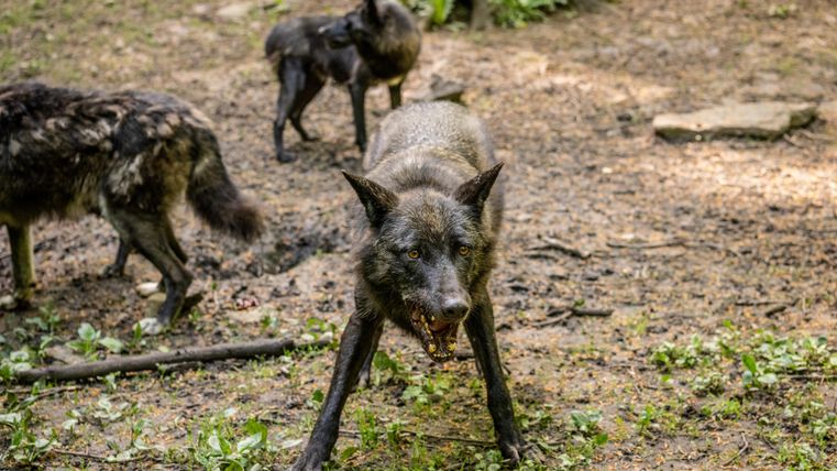 Ein Wolf steht auf einem waldbedeckten Boden und zeigt Zähne. Im Hintergrund sind weitere Wölfe zu sehen.