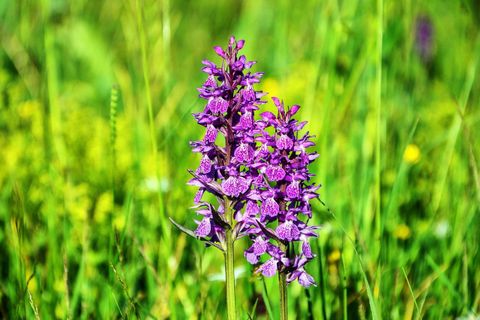 Eine Gruppe von lila Orchideen blüht in einer grünen Wiese. Im Hintergrund sind viele grüne Gräser und gelbe Blumen zu sehen.