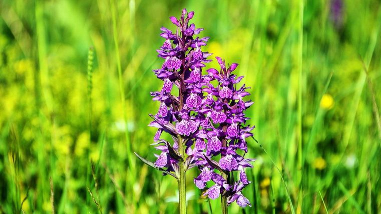 Eine Gruppe von lila Orchideen blüht in einer grünen Wiese. Im Hintergrund sind viele grüne Gräser und gelbe Blumen zu sehen.