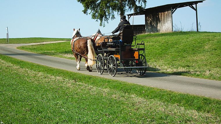 Ein Pferd zieht einen Wagen mit einem Fahrer darauf über eine asphaltierte Straße. Hinter ihnen befindet sich ein grasbewachsener Hügel mit einem Baum und einer Holzstruktur.