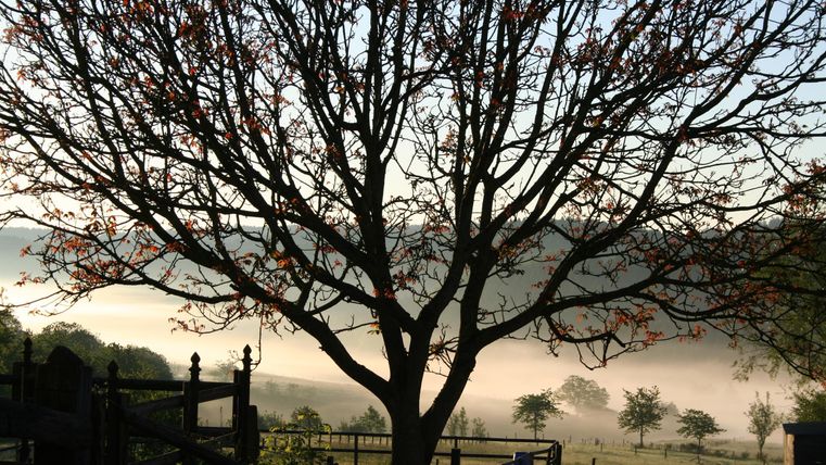 Een grote boom staat op de voorgrond, terwijl de mist over een weiland zweeft. De lucht is helder en de omgeving lijkt vredig.