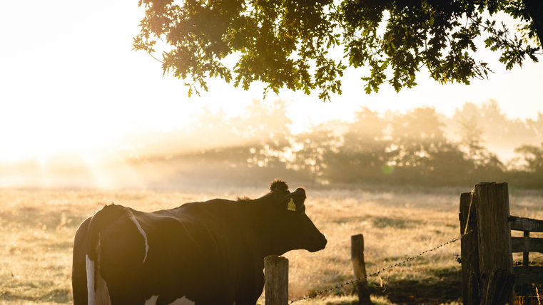 Une vache se tient dans un pré au lever du jour, entourée d'arbres et d'une clôture en bois. Le soleil brille à travers les feuilles.